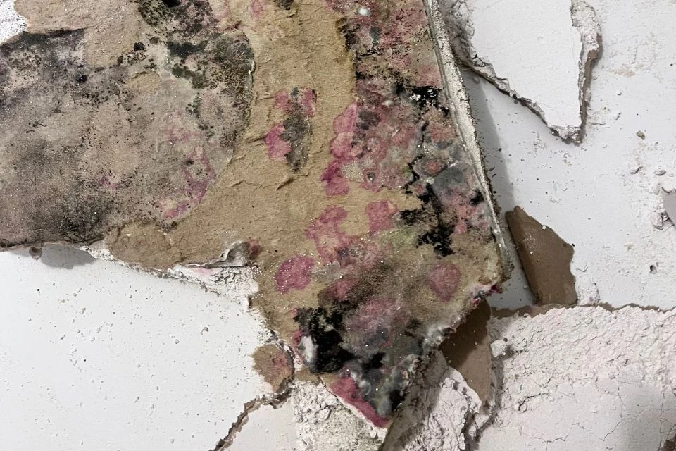 Mold Removal & Remediation-3