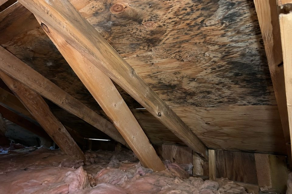 Mold Removal & Remediation-6